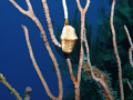   TAKEN ROATAN ABOARD UTILA AGGRESSOR 12MG OLYMPUS CAMERA LIGHTS MOTION HOUSING JUST BEFORE SUNDOWN SUN-DOWN SUN DOWN  